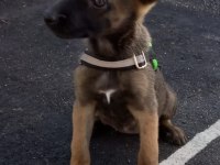 A++Belgium malinois