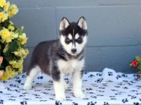 HARİKA HUSKY KÖPEKLER