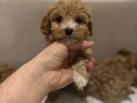 2 AYLIK DÜNYA TATLISI MALTİPOO YAVRUSU