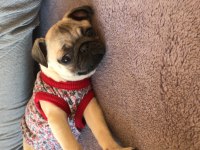 Pug Kızıma Sıcak Aile Arıyorum
