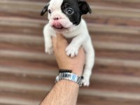 Korsan maskeli orjinal bulldog