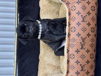 SİYAH İNCİ PUG YAVRULARIMIZ