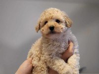 Mükemmel Kalitedeki Toy Poodle Yavrularımız