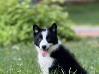 Border Collie Yavru Köpekler