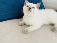 2 aylık blue point british shorthair dişi yavru