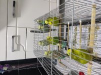 8 adet muhabbet kuşu