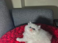 A++ RENK RENK BEBEK KEDİLER