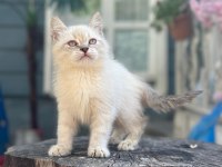A+ Kalite British Shorthair Bebeğimiz