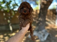Irk ve Sağlık Garantili Poodle Yavrular