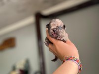 Egzotik french bulldog bebeklerimiz