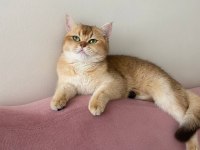 Kimlikli British Shorthair Orjinal