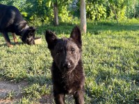 Solid Black Ve Bicolor Alman Kurdu Yavruları