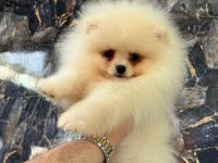 POMERANİAN BOO YAVRULARIMIZ TESLİME HAZIRDIR
