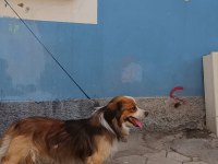 Mardin Kızıltepe pekinez köpeğim