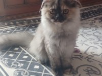 Kediler yeni ailesini arıyor