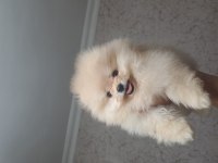 Minik Pomeranian Ayı Suratlarımız