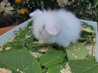Hollanda Teddy Lop Tavşanı Yavrular
