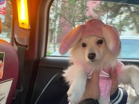 Pomeranian Uslu Spitz