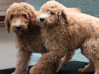 DEV LABRADOODLE YAVRULAR SAĞLIKLI MİKROÇİPLİ FATURALI