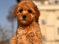 Red Toy Poodle Yavrular