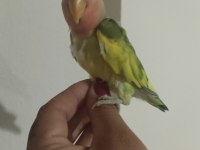 Acil sevda papağanı