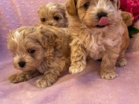 Maltipoo Saf En Küçük Boy Yavrularımız