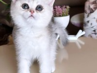 Yeni yuvalarına gitmeye hazır kediler