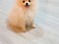 Sevimli pomeranian yavru milky