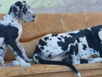 Great Dane (Danua A Secereli)