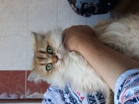 Bal gözlüm british longhair