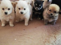 Pomeranian boo