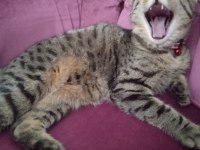 Scottish Fold ve Norveç Orman Kedisi Melezi