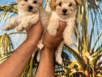 Maltipoo Elma Şekeri