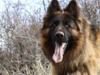 Uzun Tüylü Şampiyon Alman Çoban Köpeği