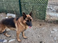 Alman kurdu iki dişi yavru