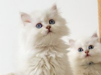 British longhair pamuk sekerler