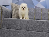 IRK GARANTİLİ TEDYBEAR POMERİAN BOO YAVRULAR