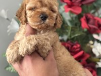 45 günlük toy poodle bebekler