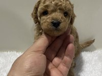 Sıfır numara toy poodle dişi