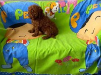 Evde doğan kore toy boy poodle bebeğimiz