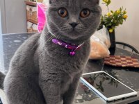 British shorthair dişi