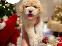 Mini boy toy poodle