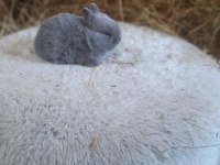 Hollanda cücesi tavşan Netherlans Dwarf
