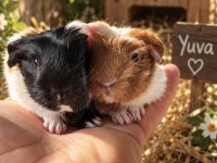 Safkan coronet yavru guinea pig