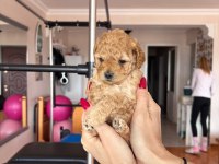 Maltipoo Bebeklerim