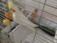 Çalıştığım için ilgilenemiyorum uygun verilecek