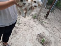 2 aylık malta terrier cinsi 2 erkek