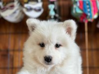 AYİ YAVRUSU BEMBEYAZ SAMOYED A KALİTE IRK