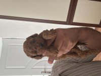 Sağlık Garantili Toy Poodle Yavrular