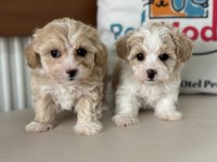 Tea cup kore maltipoo yavrular ziyarete açık